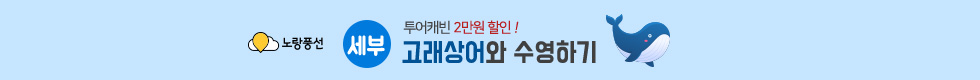 고래상어와 수영하기 세부